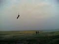 Kite-Szotland Kite-Szotland