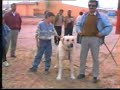 Sivas CİNSİ eskiden kimse kangalı bilmezdi Sivas CİNSİ eskiden kimse kangalı bilmezdi