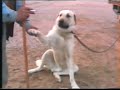 Sivas C?NS? eskiden kimse kangal? bilmezdi Sivas C?NS? eskiden kimse kangal? bilmezdi