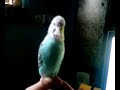 Mica the parot Mica the parot