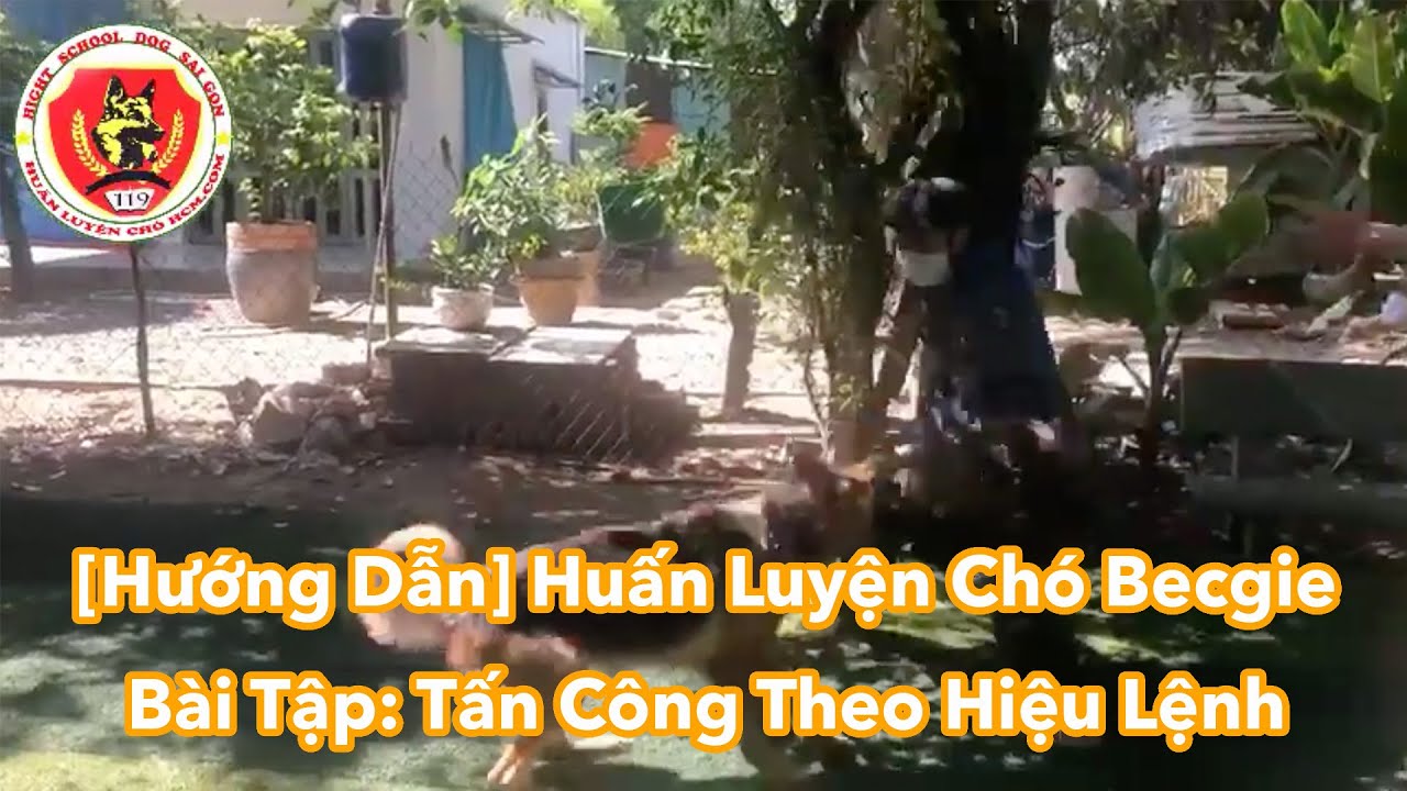 Kỹ Năng Huấn Luyện Chó Tấn Công Theo Hiệu Lệnh.
