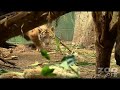 Tiger Cub ~ Hello HADIAH! Tiger Cub ~ Hello HADIAH!