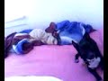 crazy dog wakin me up in the mornin! crazy dog wakin me up in the mornin!