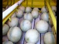 Growing Handling & Shipping CA Cantaloupes Part 1