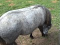 bunky-and-bubba-roo.html