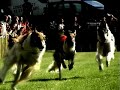 Course de L�vriers
