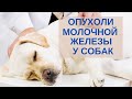 Видео - Опухоли молочной железы.