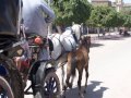 Viaje a Egipto, Esna