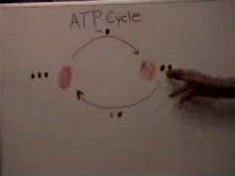 The ATP Cycle