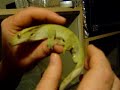 Crested Gecko Discovery