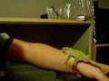 Crested Gecko Discovery