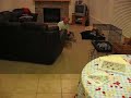 Doxie Race