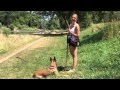 Filou - Malinois mit Pflegefrauchen