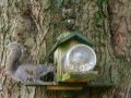 grey sguirrel knocks baby brown out of tree
