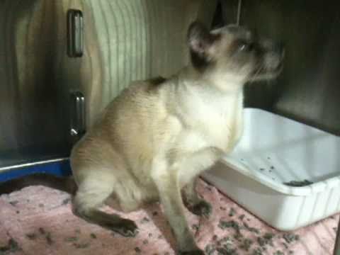 how to treat t gondii