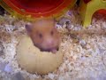 Button Mushroom in her gourd food dish
