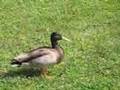 Duckroll