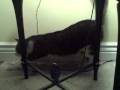 videos de Max the cat