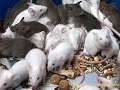 la contaminacion del suelo la contaminacion del suelo