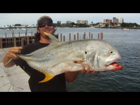 Avet 80w VS Giant Jack & Stingray!