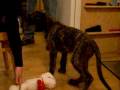 videos de Puppy Riggs
