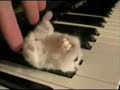 Hamster On A Piano