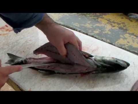 how to bleed bluefish