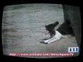 Ninoy Aquino Assassination - Arangkada Extra Balita Report (2002)
