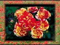 ANDRE RIEU\ ANDRE RIEU\