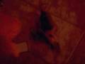 videos de the chiwaiwa who thinks he is a pitbull