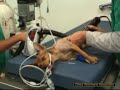 Preparazione di un cane da sottoporre a procedura chirurgica Preparazione di un cane da sottoporre a procedura chirurgica