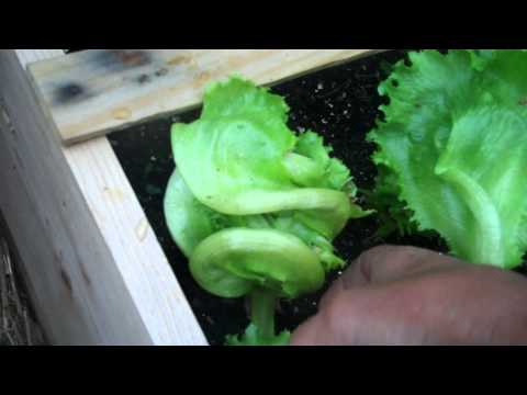 how to harvest bibb lettuce