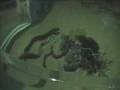 Chiang Mai Thailand Zoo Aquarium - YouTube