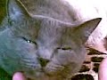 A China Cat (????????? ?????)