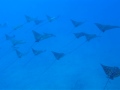17 Eagle Rays