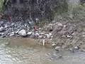 videos de Divide Creek Seep 2004 - Algae cages in Divide Creek