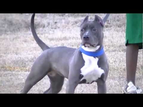 blue pitbull