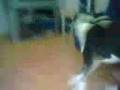 KALEKO N KPONE QUIK PLAY