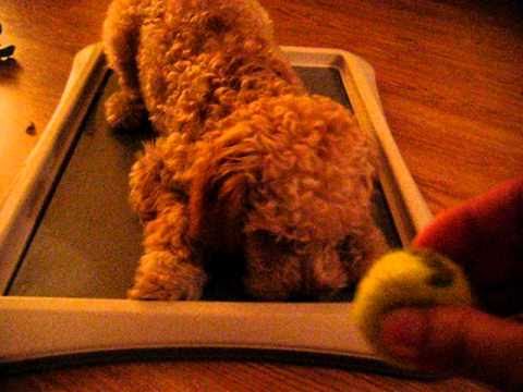 Watch 'Hyper Dog is Hyper'
