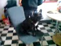DOG CATCHES CHOCOLATE