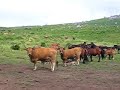 MANADAS EM CONVÍVIO MANADAS EM CONVÍVIO