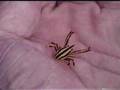 Crinoid Crab in Sulawesi