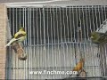 A Canary Singing (www.finchme.com) A Canary Singing (www.finchme.com)