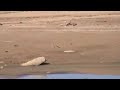 Celebration of International Day of Wetlands 2011: observation of migratory birds in the dams of Biskra (Algeria)