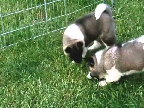 how to take care of akita puppies
