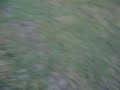 Dogs playing
