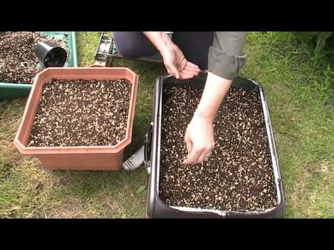 how to harvest beetroot seeds