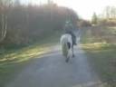 7 yrs 6 mths 14 hh Skewbald Welsh X Ashford
