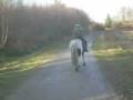 videos de 7 yrs 6 mths 14 hh Skewbald Welsh X Ashford