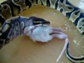 Königspython frisst Ratte ( Yellow Belly NZ 08 )